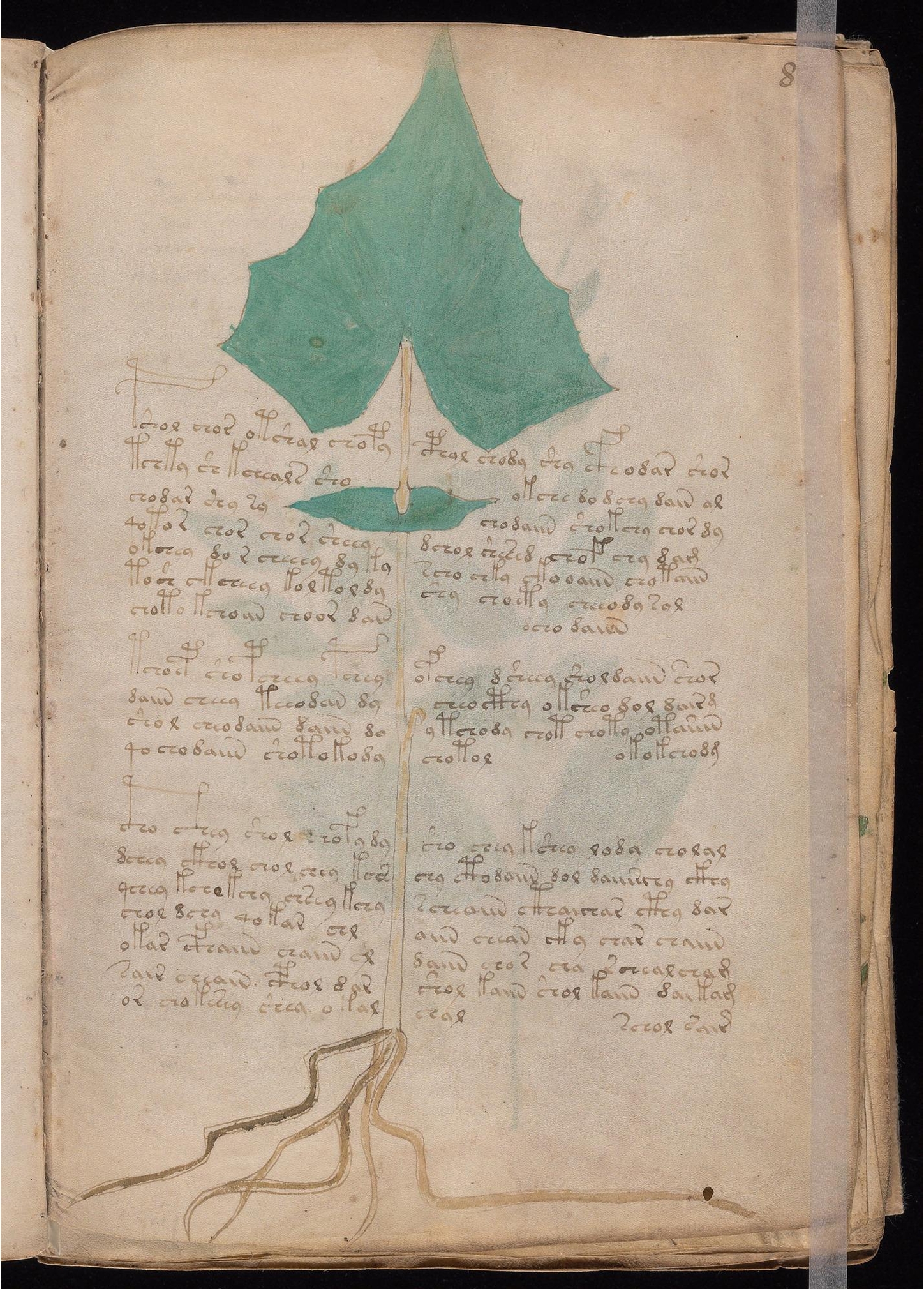 Original manuscript of Folio 8r Ivy
